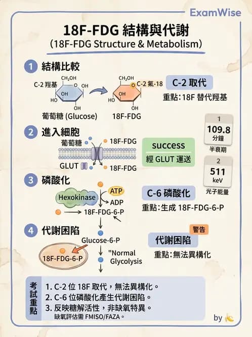 放射 - 輻射生物分子技術 - AI 圖文解析預覽
