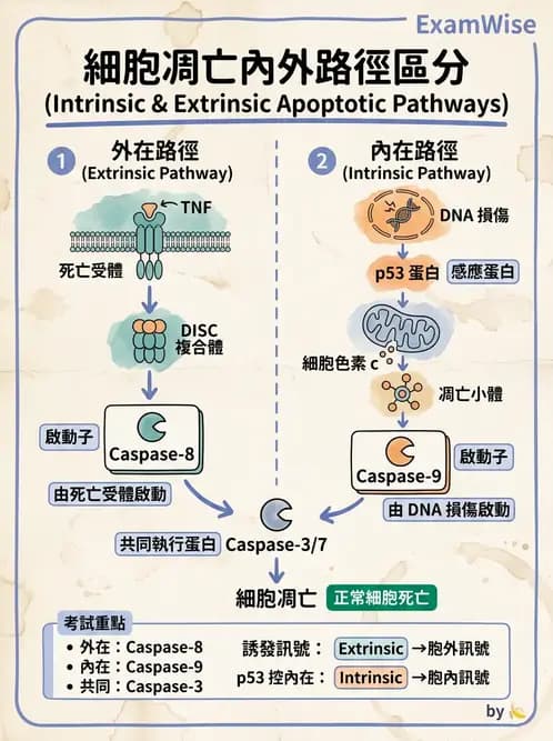 放射 - DNA傷害與修復 - AI 圖文解析預覽