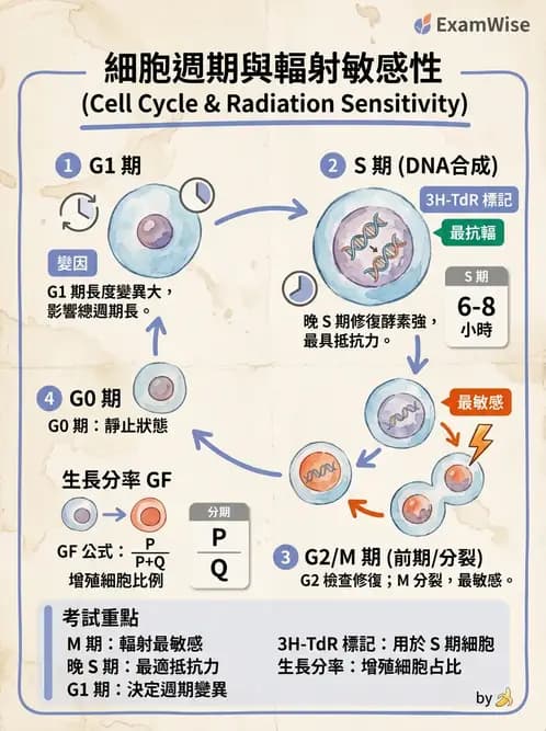放射 - 細胞與腫瘤動力學 - AI 圖文解析預覽