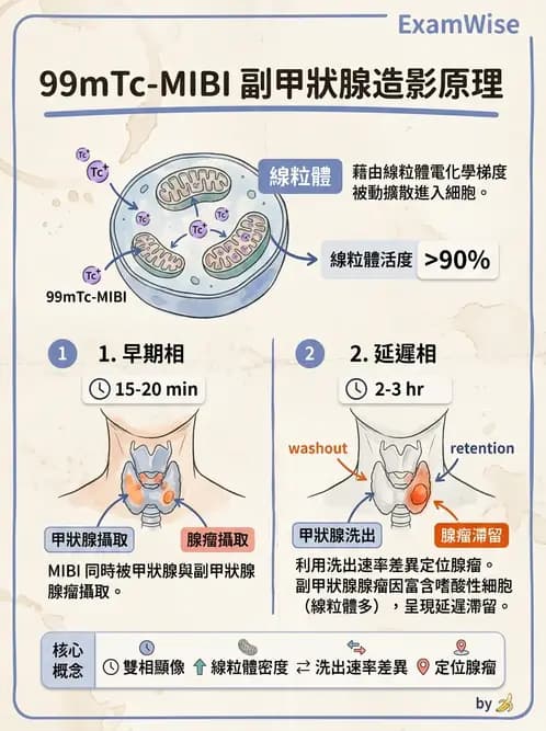 放射 - 副甲狀腺與前哨淋巴結造影 - AI 圖文解析預覽