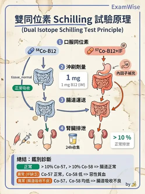 放射 - 消化道造影 - AI 圖文解析預覽