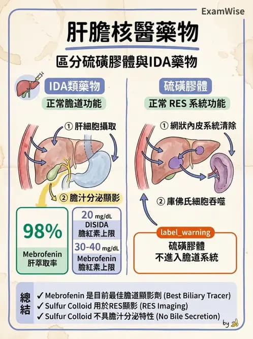 放射 - 肝膽造影 - AI 圖文解析預覽