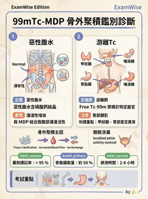 放射 - 骨骼造影 - AI 圖文解析預覽