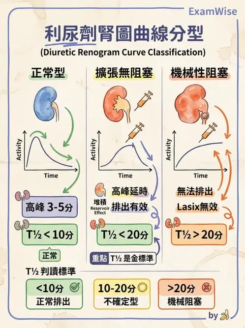放射 - 腎臟造影 - AI 圖文解析預覽