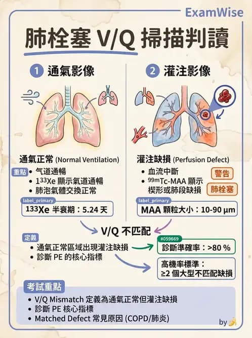 放射 - 肺部與感染造影 - AI 圖文解析預覽