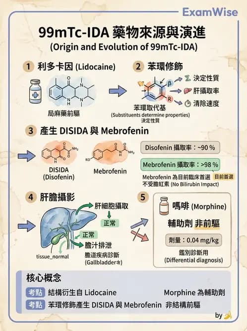 放射 - 肝膽造影 - AI 圖文解析預覽