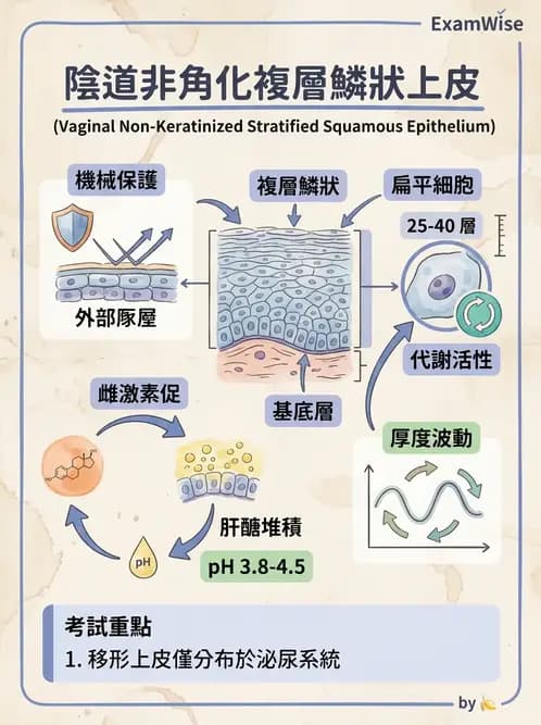 放射 - 細胞、組織與外皮系統 - AI 圖文解析預覽