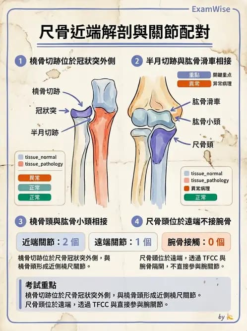 放射 - 骨骼系統 - AI 圖文解析預覽