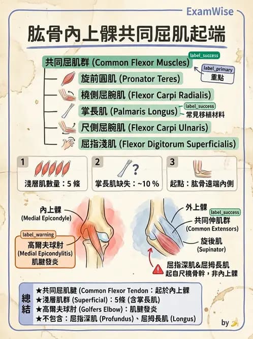 放射 - 上肢肌肉 - AI 圖文解析預覽