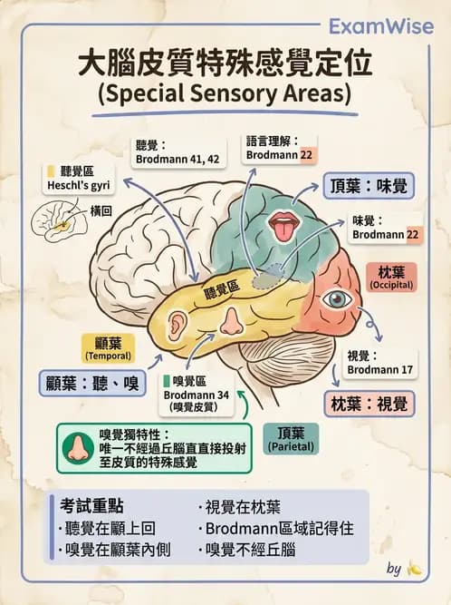 放射 - 大腦皮質與神經細胞 - AI 圖文解析預覽