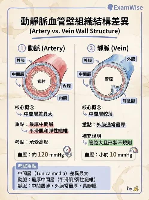 放射 - 血管 - AI 圖文解析預覽