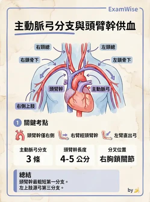 放射 - 血管 - AI 圖文解析預覽