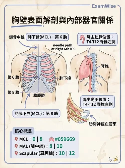 放射 - 呼吸系統 - AI 圖文解析預覽