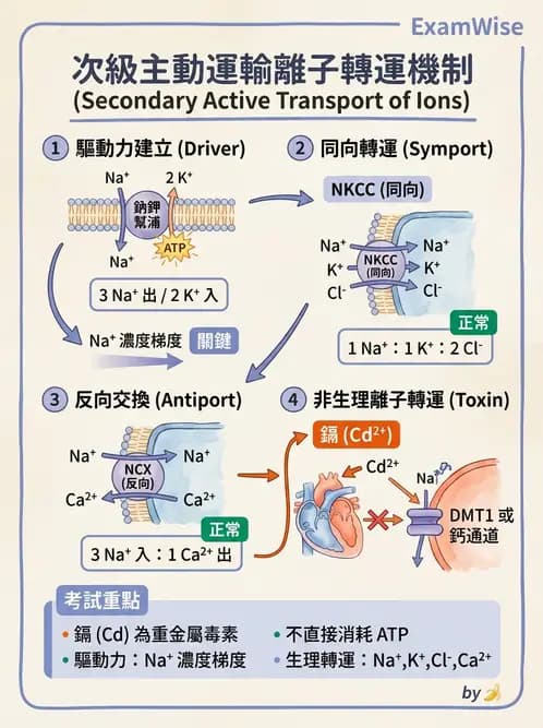 放射 - 細胞生理 - AI 圖文解析預覽
