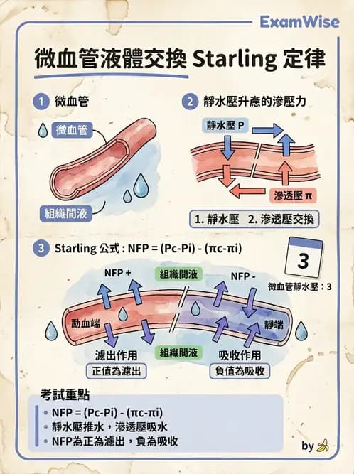 放射 - 心血管生理 - AI 圖文解析預覽