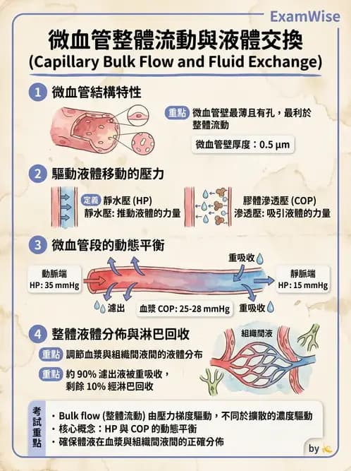 放射 - 心血管生理 - AI 圖文解析預覽