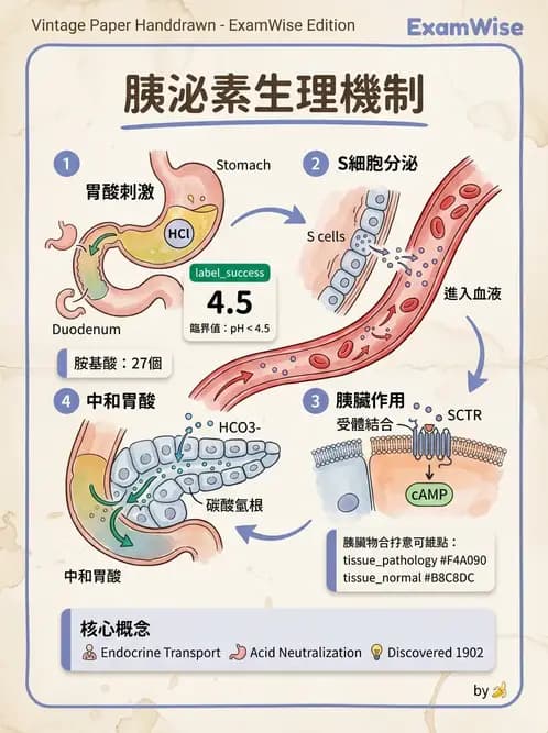 放射 - 胃腸生理 - AI 圖文解析預覽