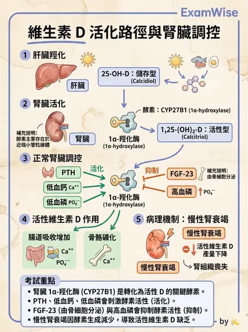 放射 - 腎臟生理 - AI 圖文解析預覽