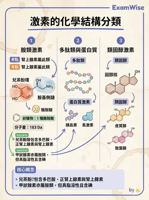 放射 - 內分泌生理 - AI 圖文解析預覽