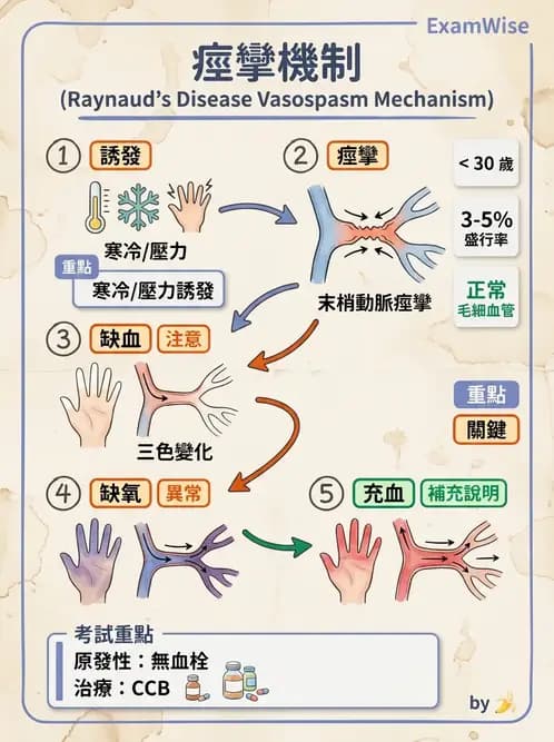 放射 - 心臟及血管疾病 - AI 圖文解析預覽