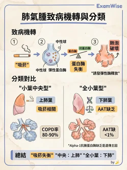 放射 - 呼吸系統疾病 - AI 圖文解析預覽