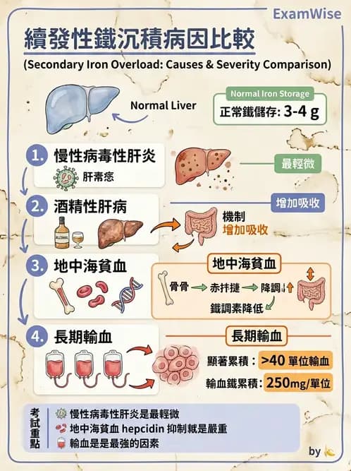 放射 - 肝臟、膽道及胰臟疾病 - AI 圖文解析預覽