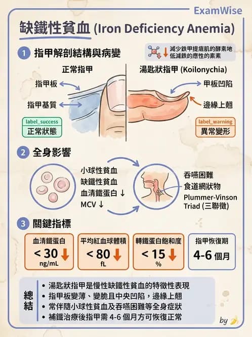 放射 - 造血及淋巴系統疾病 - AI 圖文解析預覽