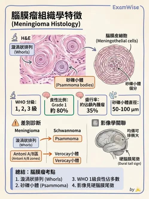 放射 - 神經系統疾病 - AI 圖文解析預覽