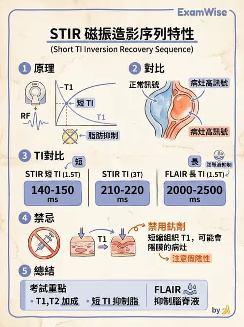 放射 - 脈衝序列與影像對比 - AI 圖文解析預覽