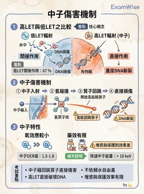 放射 - DNA損傷修復與細胞效應 - AI 圖文解析預覽