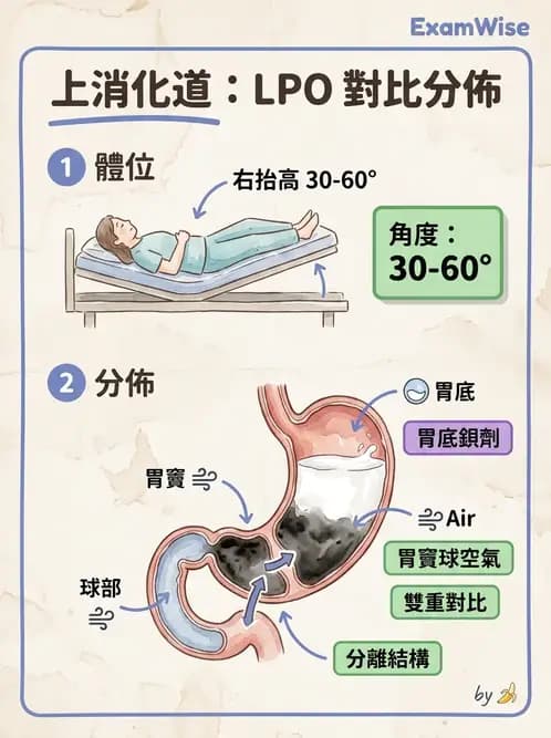 放射 - 消化道造影 - AI 圖文解析預覽