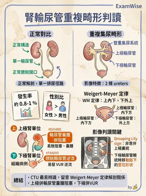 放射 - 胸腹部CT診斷 - AI 圖文解析預覽