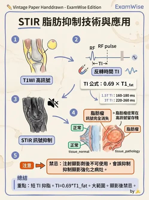 放射 - MRI脈衝序列與訊號技術 - AI 圖文解析預覽