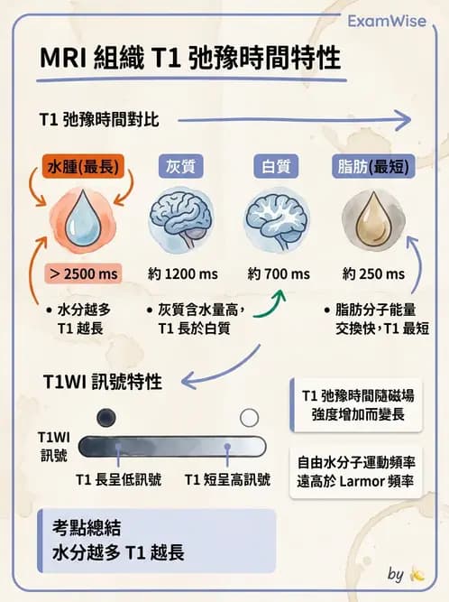 放射 - 磁振造影原理 - AI 圖文解析預覽