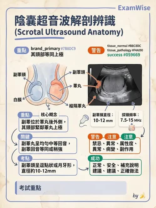 放射 - 泌尿生殖與小器官超音波 - AI 圖文解析預覽