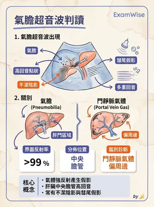 放射 - 膽胰脾超音波 - AI 圖文解析預覽