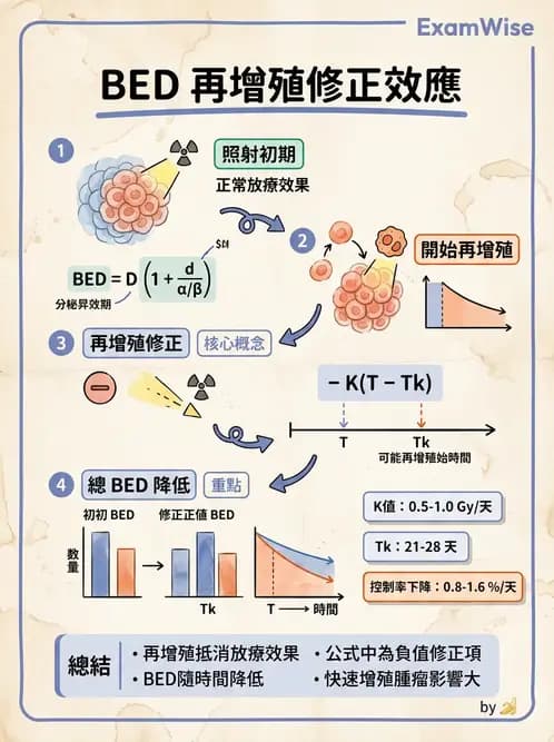 放射 - 時間劑量分次效應 - AI 圖文解析預覽
