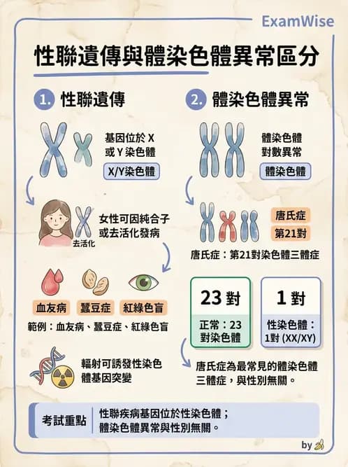 放射 - 輻射致癌與遺傳效應 - AI 圖文解析預覽