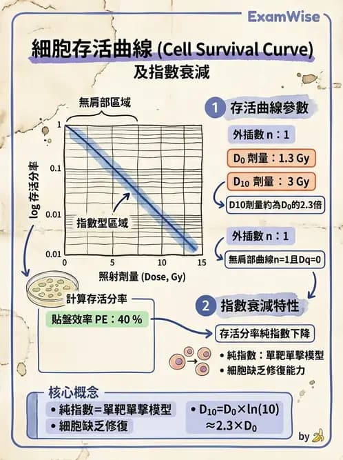 放射 - 細胞存活曲線與週期 - AI 圖文解析預覽