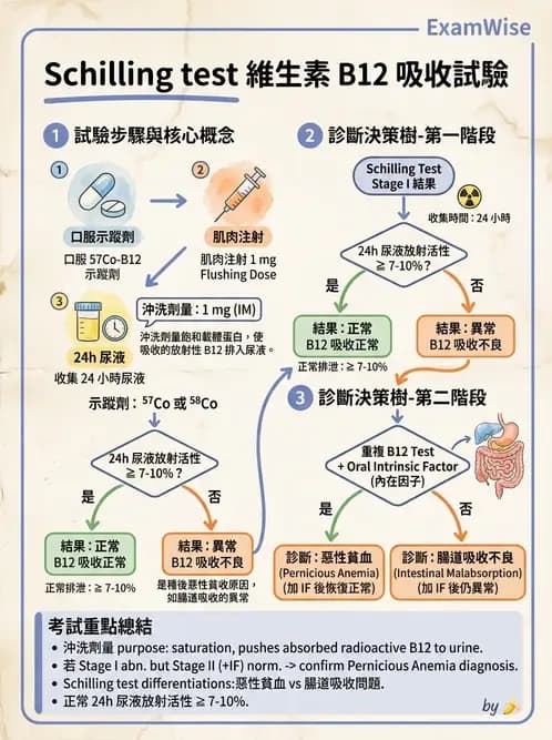 放射 - 消化道造影 - AI 圖文解析預覽