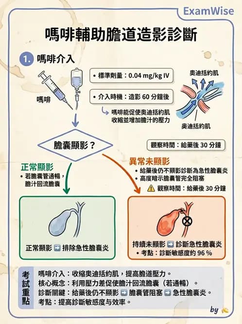 放射 - 肝膽造影 - AI 圖文解析預覽