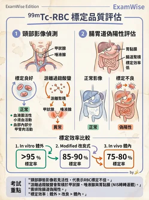 放射 - 消化道造影 - AI 圖文解析預覽