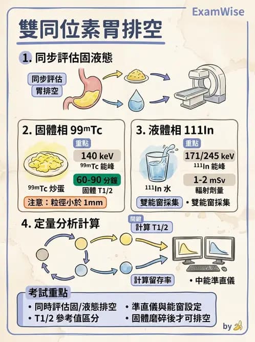 放射 - 消化道造影 - AI 圖文解析預覽