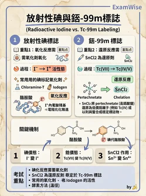 放射 - 抗體製備與標幟技術 - AI 圖文解析預覽