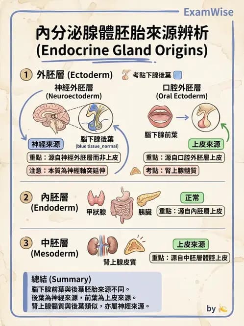 護理師 - 概論、皮膚系統、內分泌系統 - AI 圖文解析預覽