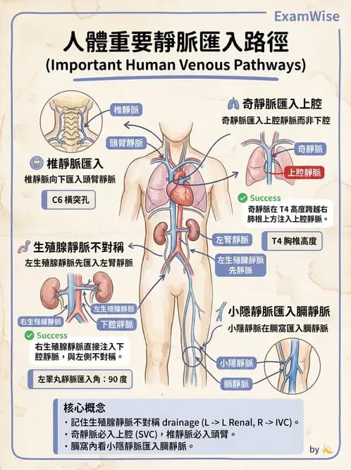 護理師 - 循環系統 - AI 圖文解析預覽