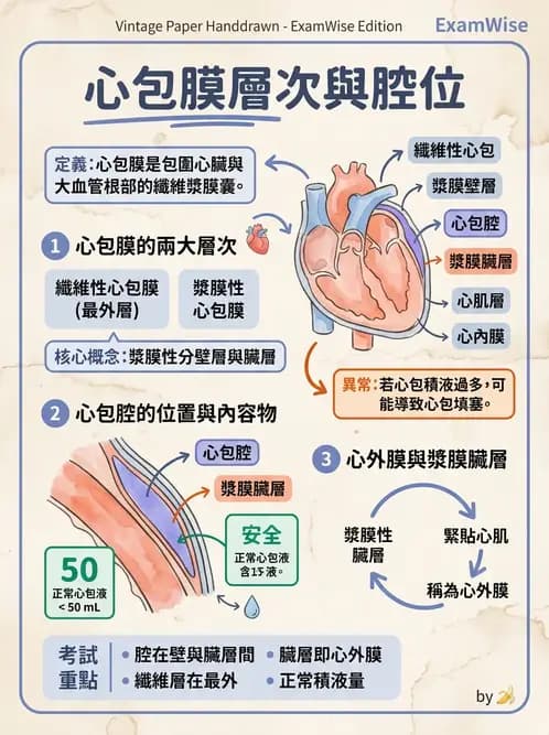 護理師 - 循環系統 - AI 圖文解析預覽