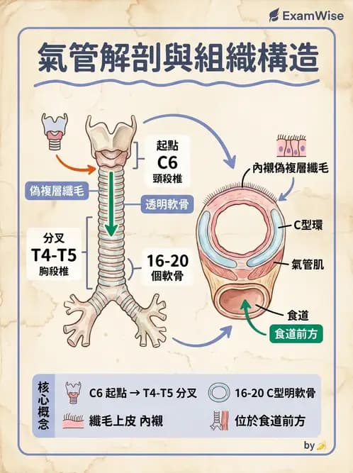 護理師 - 呼吸系統 - AI 圖文解析預覽