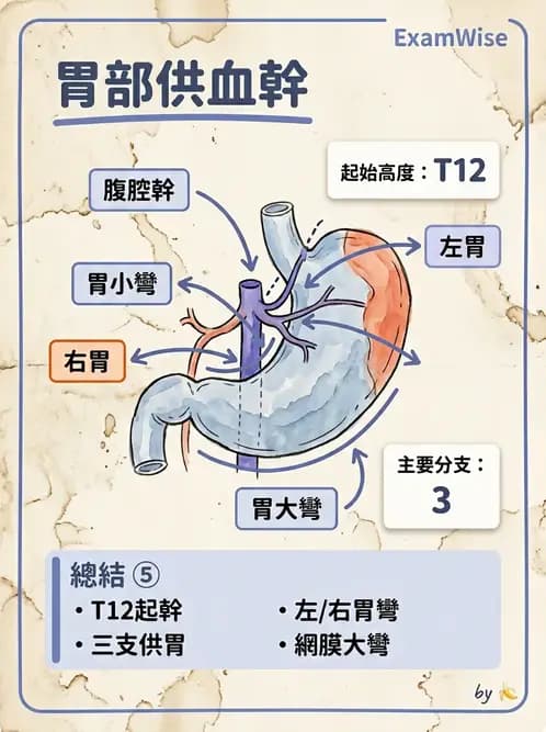 護理師 - 肝膽與腹部血管 - AI 圖文解析預覽