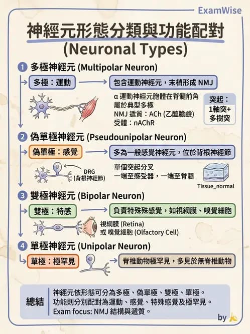 護理師 - 神經系統 - AI 圖文解析預覽